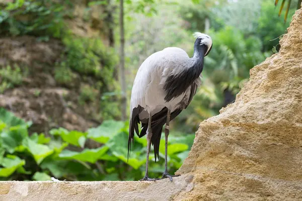 Héron Gris Tient Sur Rocher — Photo