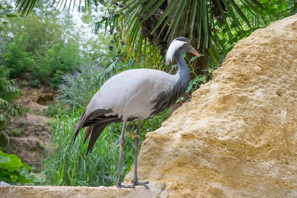 Héron Gris Tient Sur Rocher — Photo