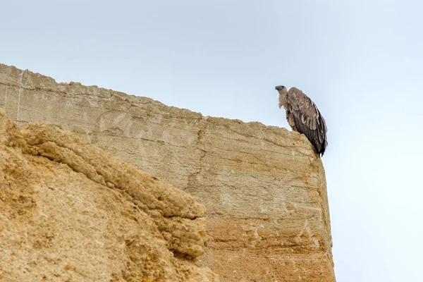 格里芬秃鹫坐在岩石上 — 图库照片