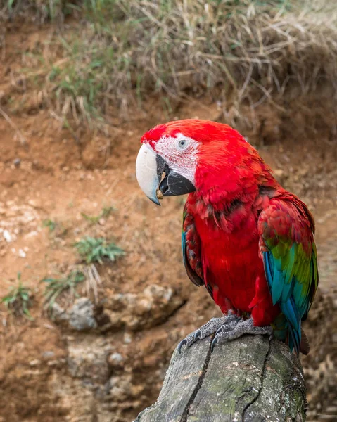 앵무새 아마존 — 스톡 사진