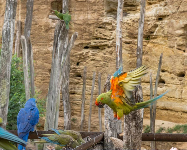 Papugi Rasy Amazon — Zdjęcie stockowe