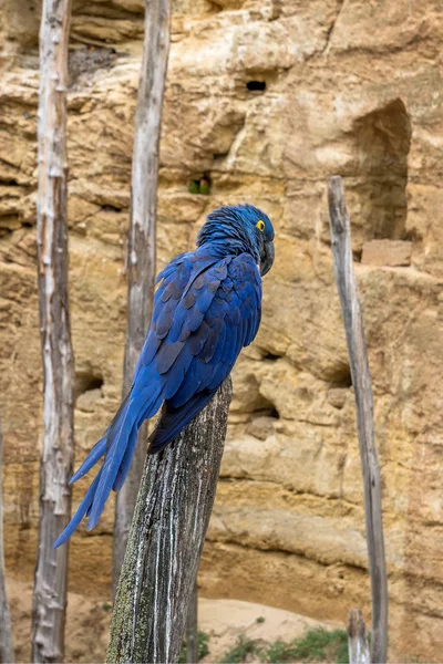Parrot of Hyacinth macaw (Amazon)