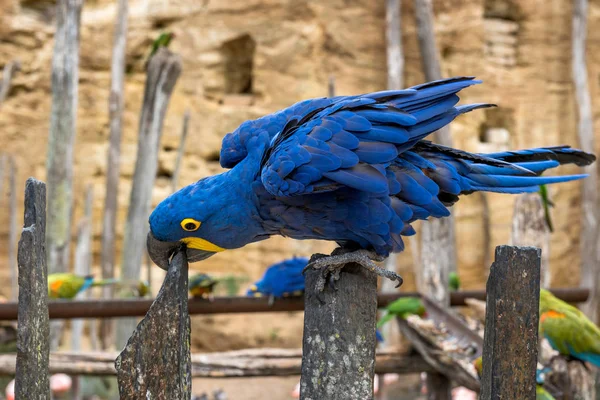 아마존의 앵무새 — 스톡 사진