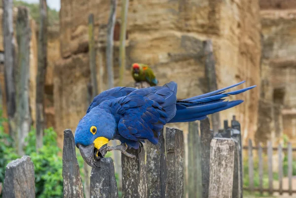 Parrot Hyacinth Macaw Amazon — Stock Photo, Image