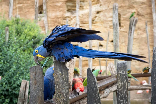 Parrot of Hyacinth macaw (Amazon)