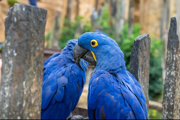 Parrot of Hyacinth macaw (Amazon)