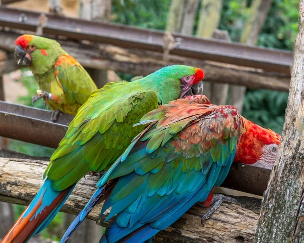 아마존의 앵무새를 — 스톡 사진