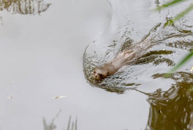 Su samuru gölde yüzmek.