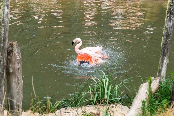 Flamingo Ave Acuática Del Sur Con Suave Plumaje Rosado — Foto de Stock