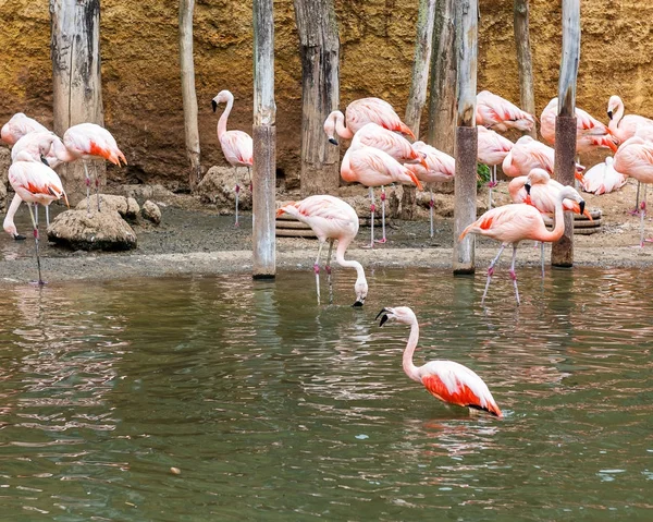 Flamingo Ave Acuática Del Sur Con Suave Plumaje Rosado — Foto de Stock