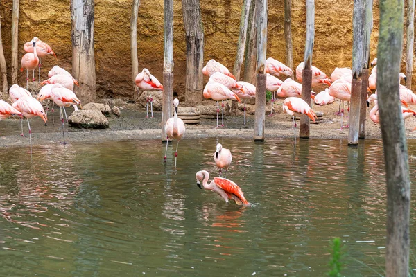 Flamingo Ave Acuática Del Sur Con Suave Plumaje Rosado — Foto de Stock