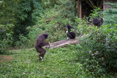 Maymunlar yağmurda.