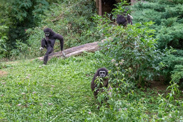 Monos Bajo Lluvia —  Fotos de Stock
