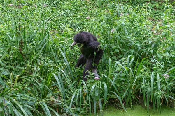 Monkeys Rain — Stock Photo, Image