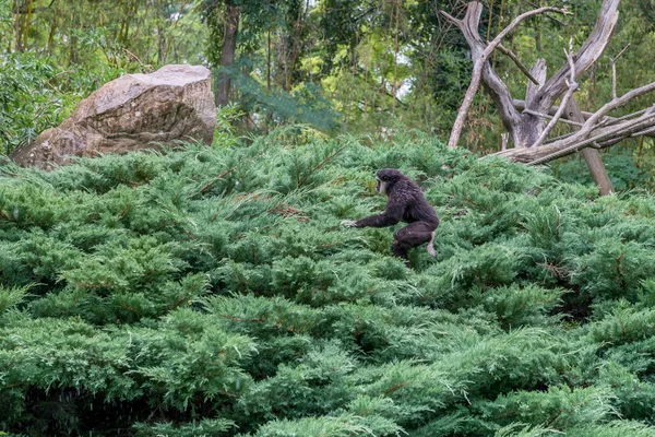 Monos Bajo Lluvia — Foto de Stock