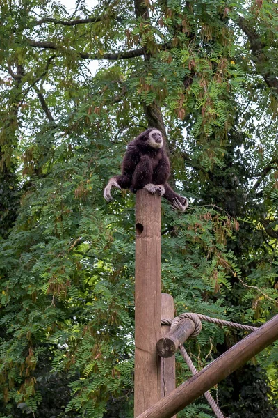 Macacos Chuva — Fotografia de Stock