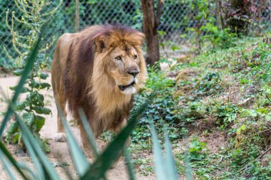 Hayvanat bahçesindeki aslan..