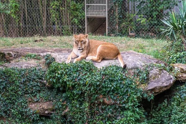 Lioness Zoo — Stock Photo, Image