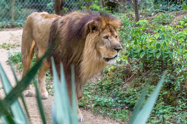 Лев Зоопарке — стоковое фото