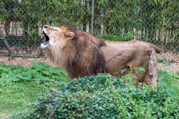 Leão Zoológico — Fotografia de Stock