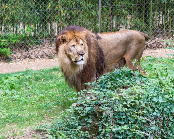 Lion Zoo — Photo
