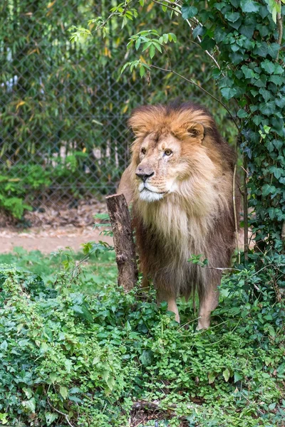 Leão Zoológico — Fotografia de Stock