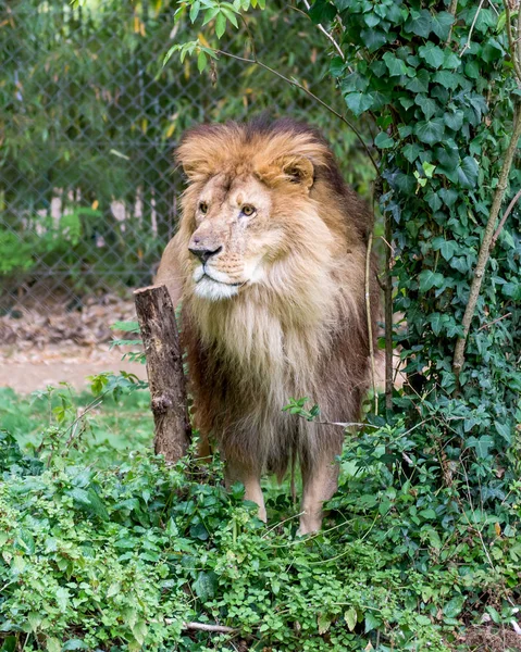 Leão Zoológico — Fotografia de Stock