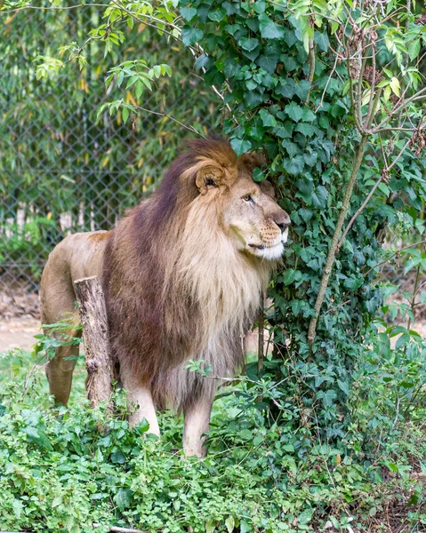 Leone Allo Zoo — Foto Stock