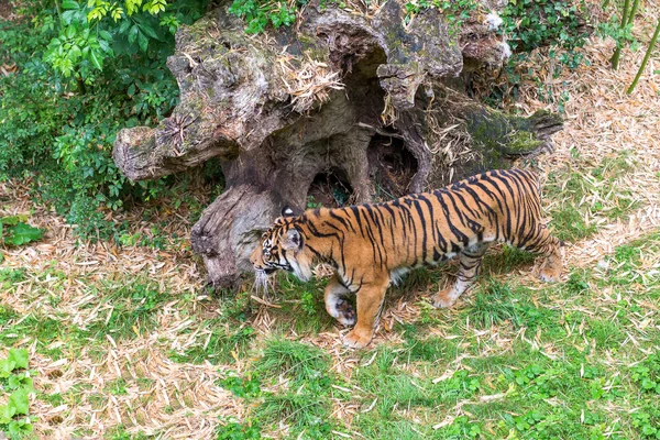 Τίγρη Στο Ζωολογικό Κήπο — Φωτογραφία Αρχείου