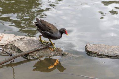 Ördek gölet Park üzerinde