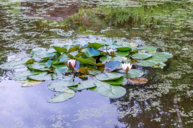 Nilüfer çiçek gölet.