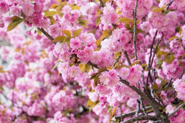 Bahar Paris'te kiraz çiçekleri.