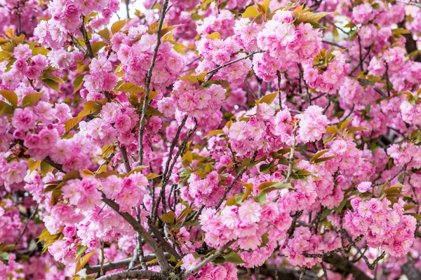 Flores Cerezo París Primavera — Foto de Stock