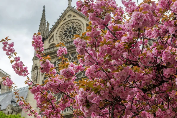 Flores Cerezo París Primavera —  Fotos de Stock