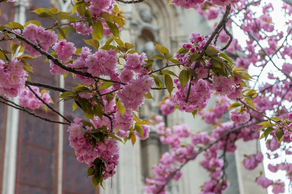 Flores Cerezo París Primavera — Foto de Stock