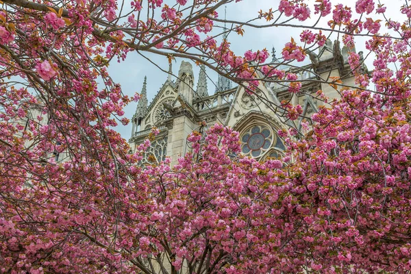 Notre Dame Cathedral Spring Paris France April 2018 — Stock Photo, Image