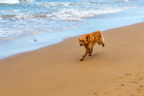 Cane Dai Capelli Rossi Corre Lungo Spiaggia Nel Parque Natural Foto Stock