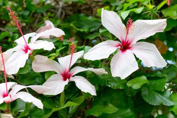 Vita Hibiskusblommor Buskarna Spanien — Stockfoto