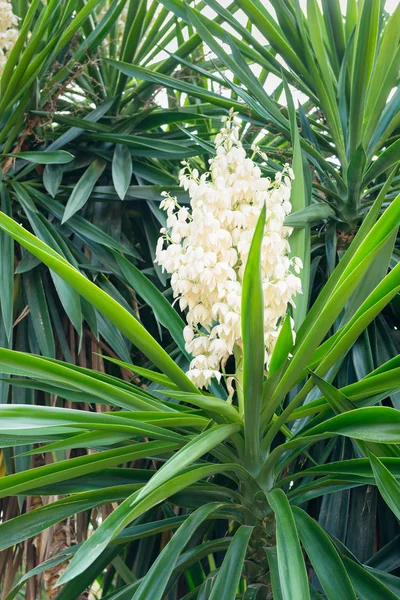 Çiçekli Palmiye Ağacı Spanya Elche — Stok fotoğraf