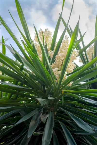 Palmera Floreciente Yuca España Elche —  Fotos de Stock