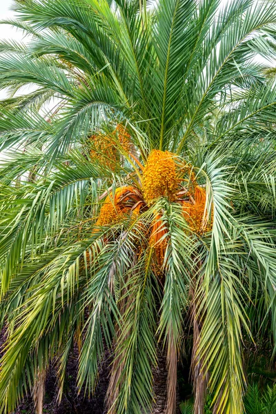 Dates fruits grow on a date palm. Spain.