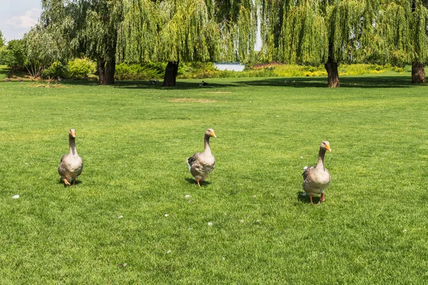 Geese Graze Lawn — 스톡 사진