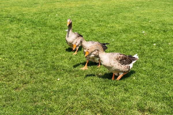 Geese Graze Lawn — Stock Photo, Image