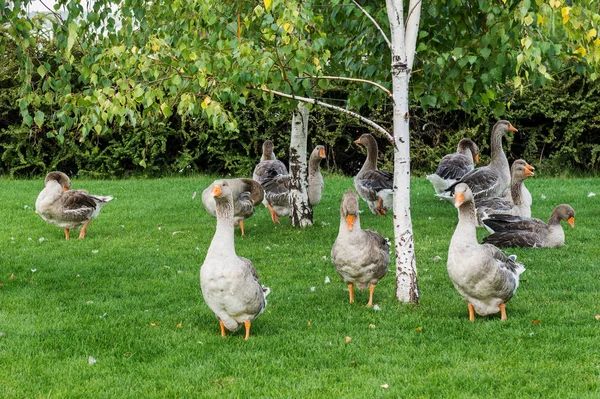 Geese Graze Lawn — 스톡 사진