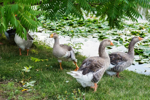 Ganzen Grazen Het Gazon — Stockfoto