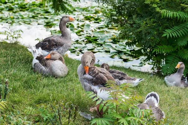 Geese Graze Lawn — 스톡 사진