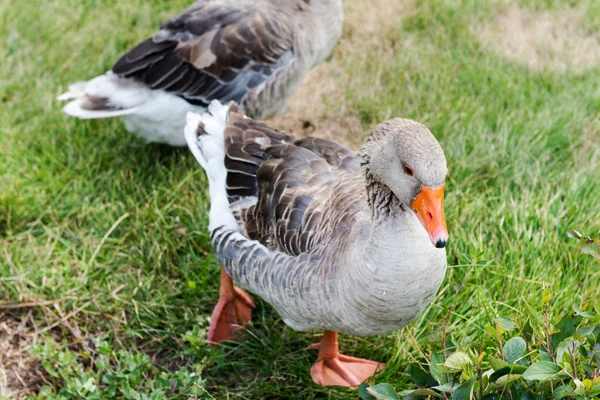 Geese Graze Lawn — Stock Photo, Image