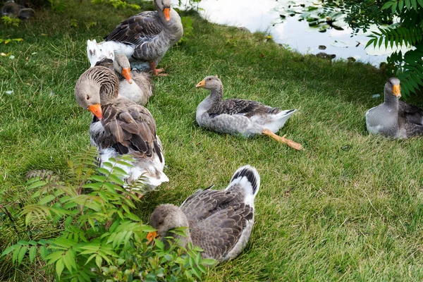 芝生の上でのGeese草 — ストック写真