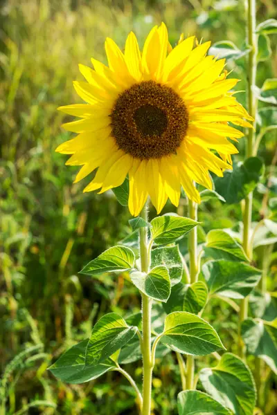 Une Fleur Tournesol Dans Champ — Photo