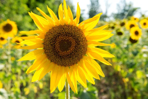 Une Fleur Tournesol Dans Champ — Photo